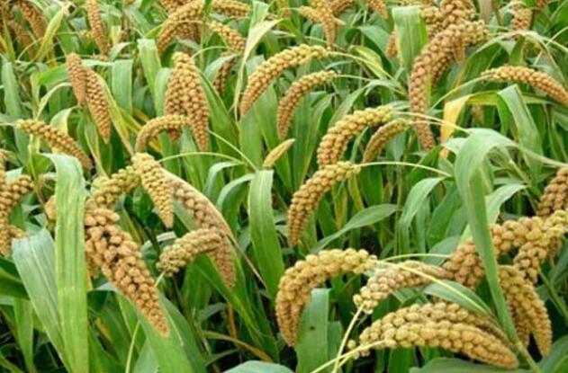 小米種植技術，小米種植田間管理很重要