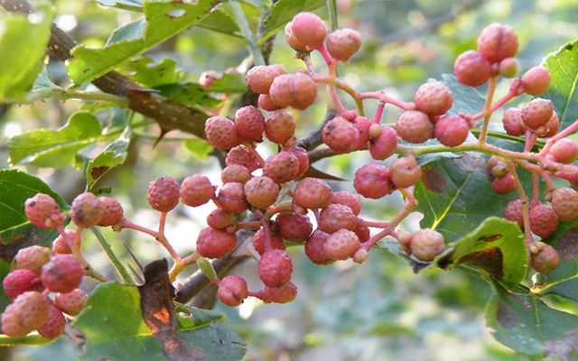 花椒應(yīng)該怎么存放不跑味道，生花椒想存放一年怎么放