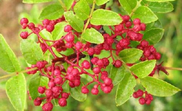 野花椒可以吃嗎，野花椒和家花椒的區(qū)別