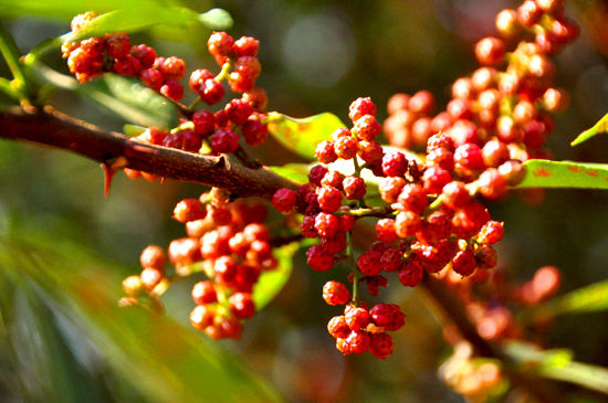漢源花椒和大紅袍區別，大紅袍花椒和漢源花椒哪個好