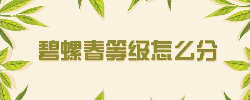 碧螺春等級怎么分