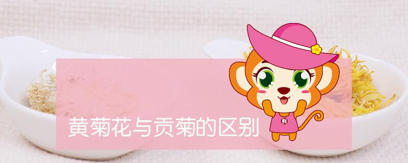 黃菊花與貢菊的區別