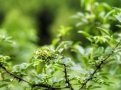 新鮮藤椒能做什么菜，藤椒炒菜什么時候放