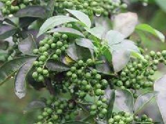 藤椒一般用在什么菜，藤椒炒菜什么時候放