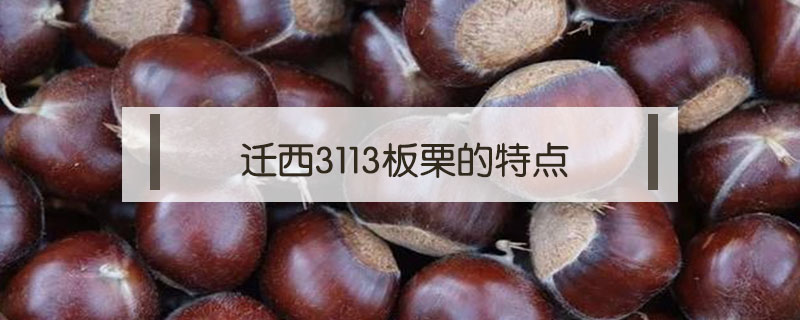 遷西3113板栗的特點