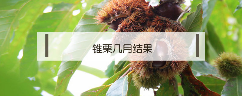 錐栗幾月結(jié)果