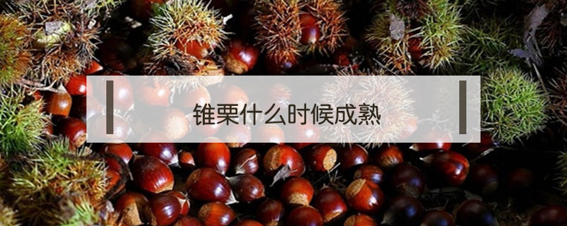 錐栗什么時(shí)候成熟