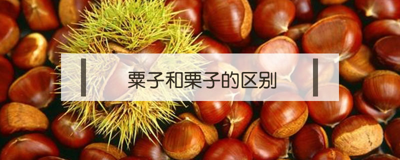 粟子和栗子的區(qū)別