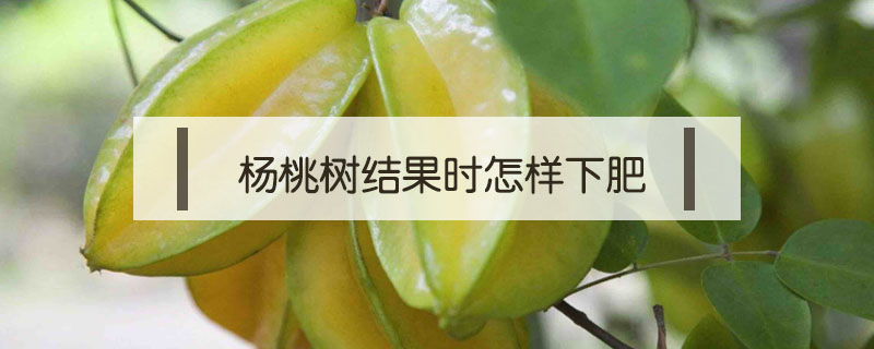 楊桃樹結(jié)果時(shí)怎樣下肥