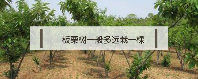 板栗樹一般多遠(yuǎn)栽一棵