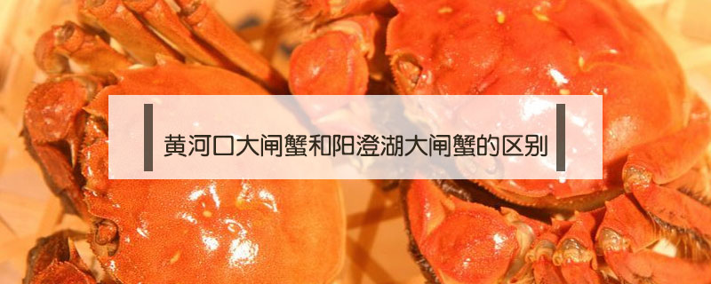 黃河口大閘蟹和陽澄湖大閘蟹的區別