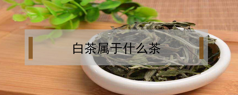 白茶屬于什么茶