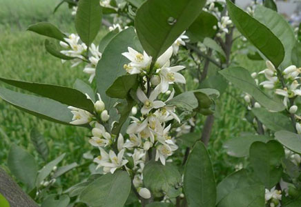 金桔樹會開花嗎，金桔樹怎么養好