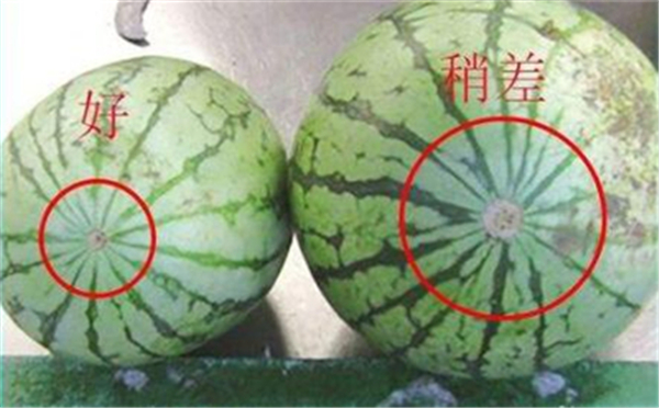 怎么選西瓜最甜 挑西瓜的竅門(mén)圖文詳解