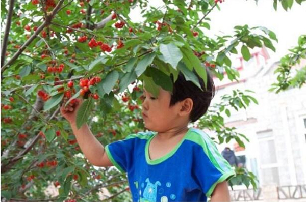 櫻桃的營養價值是什么 櫻桃適合哪些人吃