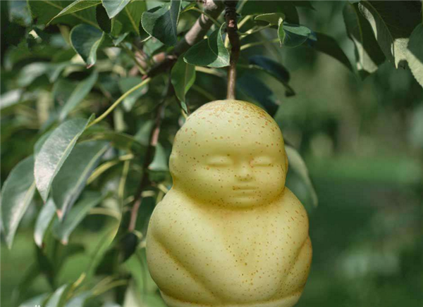 人參果怎么吃要削皮嗎 人生果中間的瓤能吃嗎