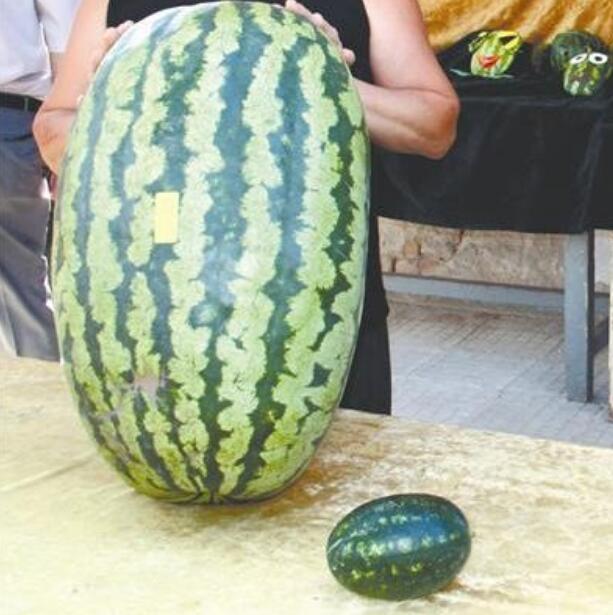 西瓜圖片，西瓜開花圖片，西瓜雕刻圖片