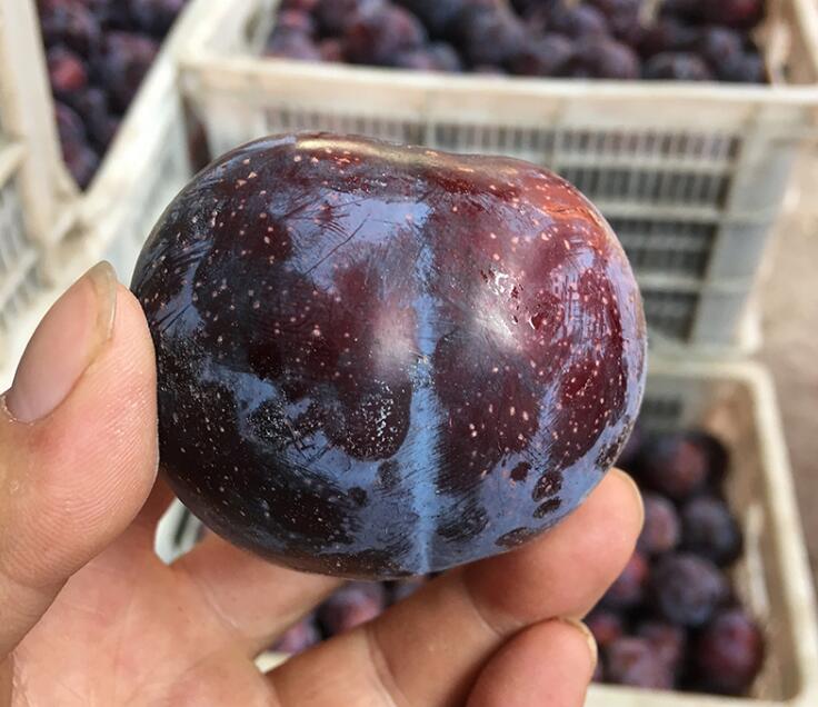 陜西黑布林李子圖片 黑布林李子圖片大全
