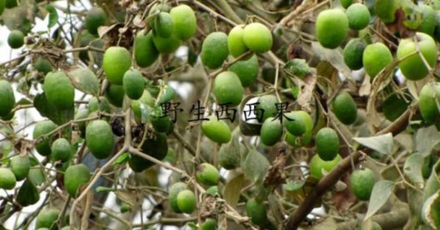 西西果圖片大全大圖，圖片詳解西西果是什么