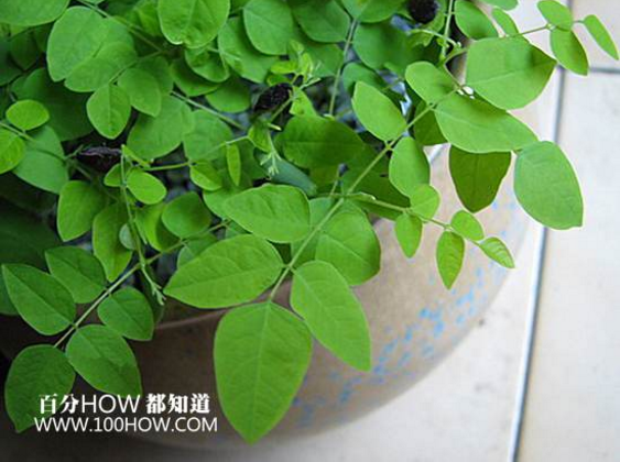 楊桃樹怎么修剪 楊桃樹各時(shí)期修剪方法
