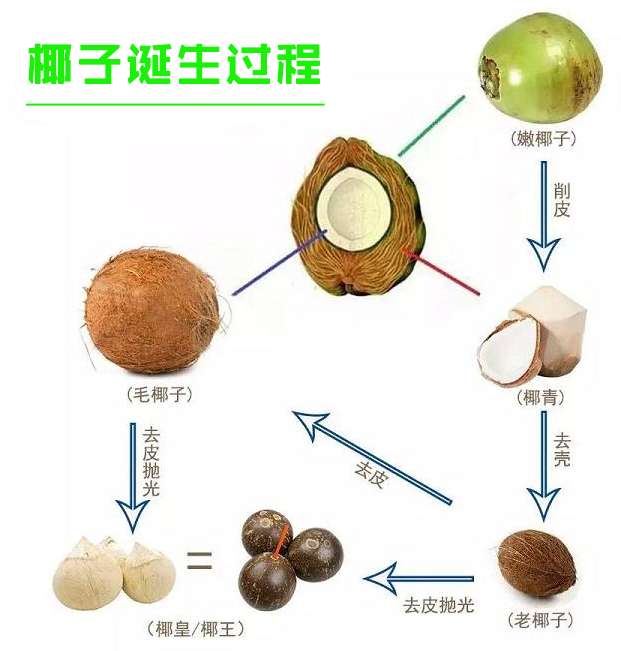椰青和椰子的區別 椰青是椰子成熟的一個過程