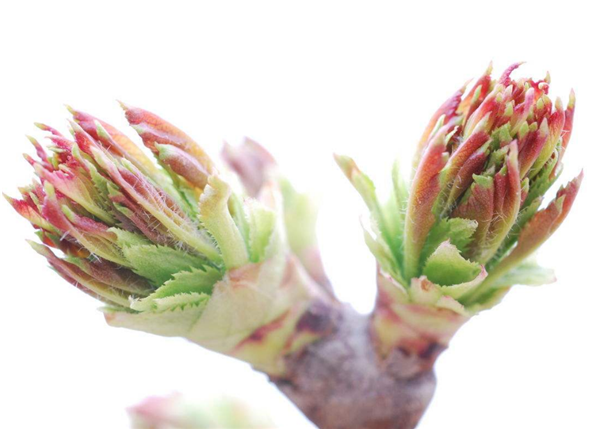 山楂樹什么時候開花結果 山楂樹開花圖片