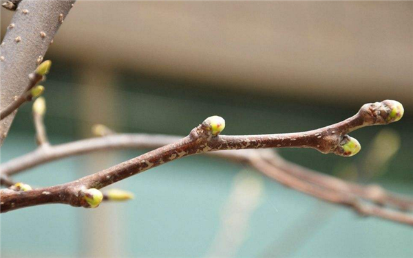 山楂樹什么時候開花結果 山楂樹開花圖片