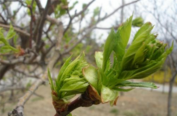山楂樹什么時候開花結果 山楂樹開花圖片