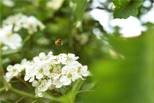 山楂樹什么時候開花結果 山楂樹開花圖片
