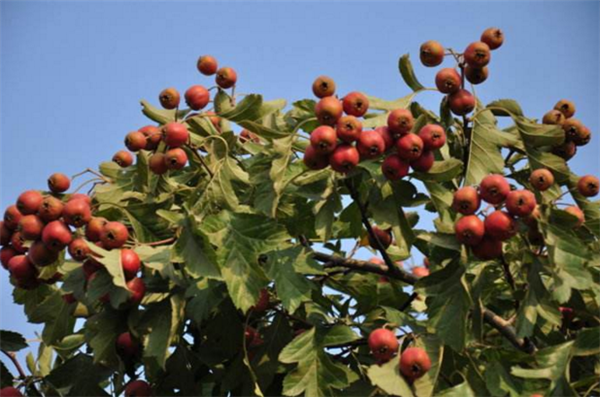山楂樹什么時候開花結果 山楂樹開花圖片
