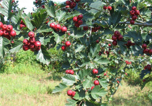 山楂樹什么時候開花結果 山楂樹開花圖片