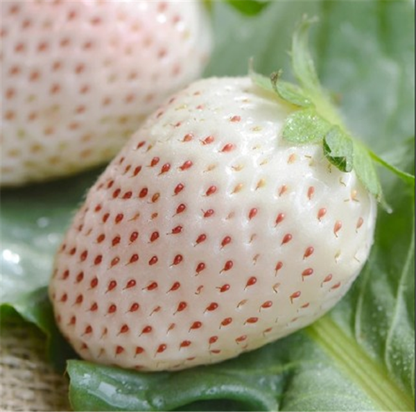 菠蘿莓什么時候種 菠蘿莓種植的方法