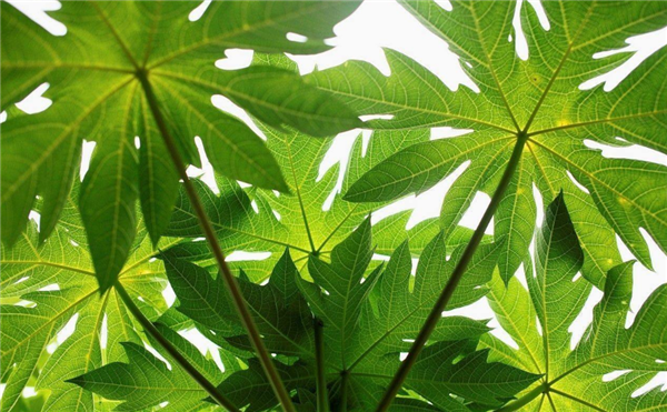 番木瓜圖片 番木瓜生長圖片 番木瓜是什么