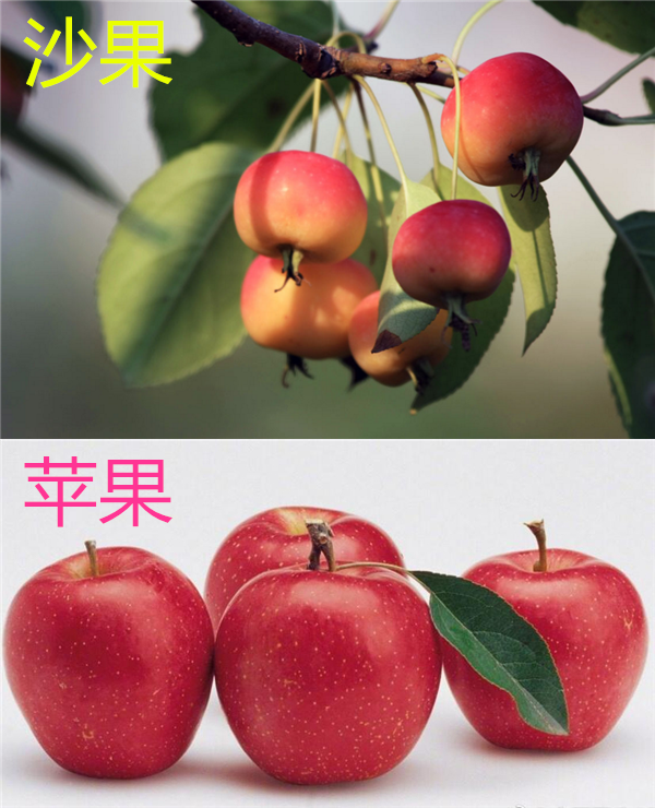 沙果是蘋果嗎，沙果被稱為野蘋果但不是蘋果