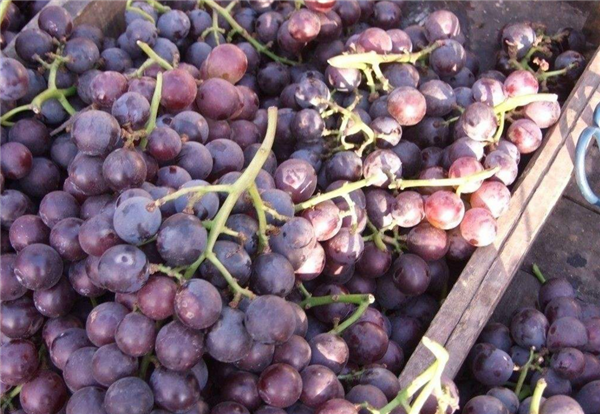葡萄吃多了有什么壞處，陰虛內熱含糖量太高
