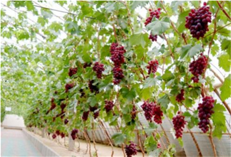 葡萄吃多了有什么壞處，陰虛內熱含糖量太高
