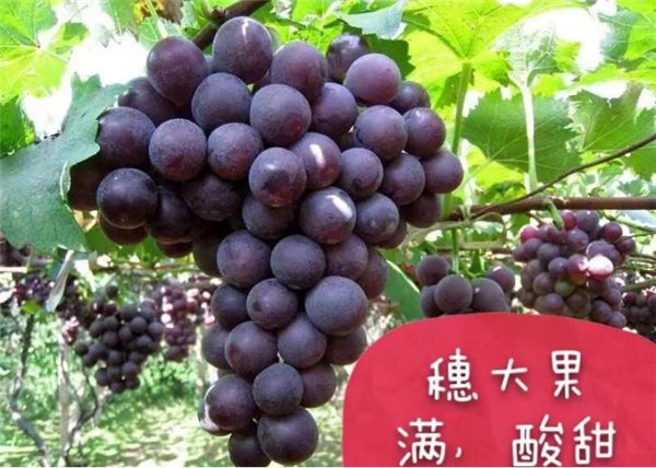 選購葡萄的方法大全，選購葡萄先看品種再看果粒間隙