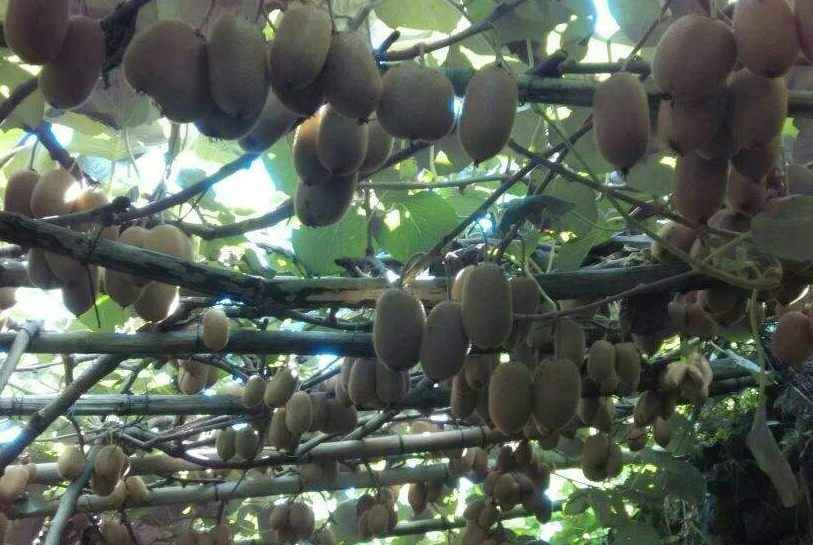 紅心獼猴桃種植技術(shù)：喜光怕高溫、土壤酸性