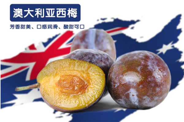 澳洲西梅什么季節(jié)成熟 澳洲西梅初登中國于3月份