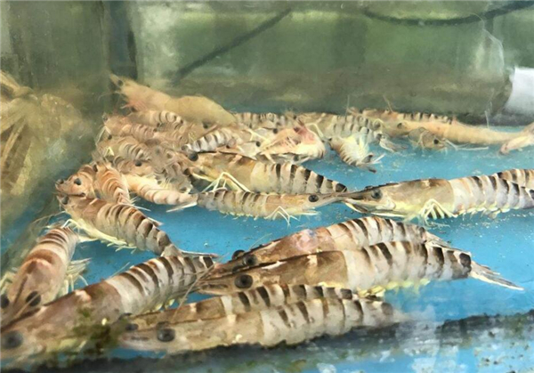 基圍蝦是海蝦還是河蝦，基圍蝦是養(yǎng)殖的海蝦
