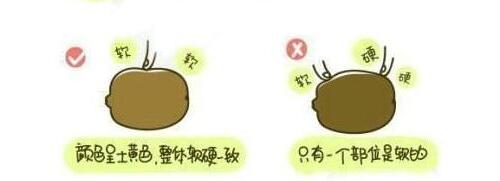 獼猴桃水果的正確吃法漫畫，最簡單的獼猴桃的吃法