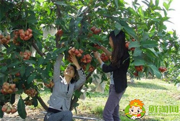 蓮霧種植多久結果，蓮霧種植條件管理技術(溫度、密度)