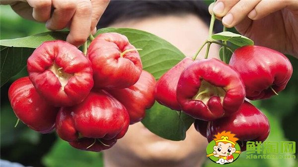 蓮霧種植多久結果，蓮霧種植條件管理技術(溫度、密度)