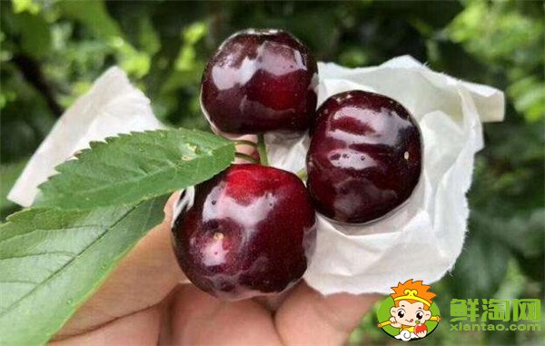 南方櫻桃品種哪個好，南方櫻桃品種大全圖片
