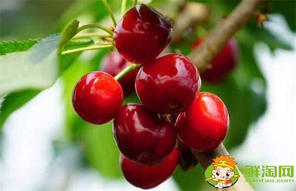 南方櫻桃品種哪個(gè)好，南方櫻桃品種大全圖片