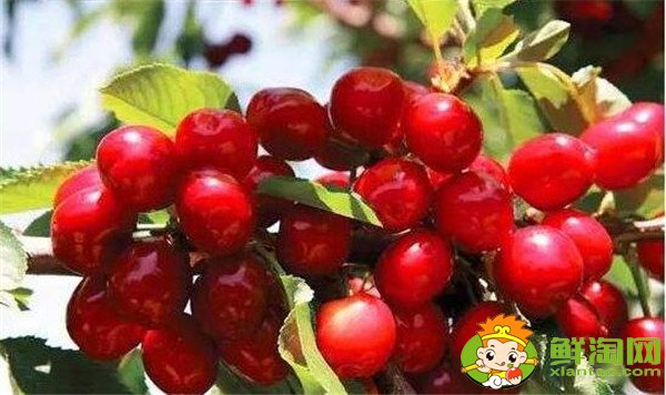 南方櫻桃品種哪個(gè)好，南方櫻桃品種大全圖片