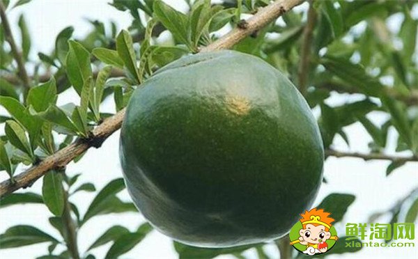 鐵西瓜能吃嗎，鐵西瓜有什么作用
