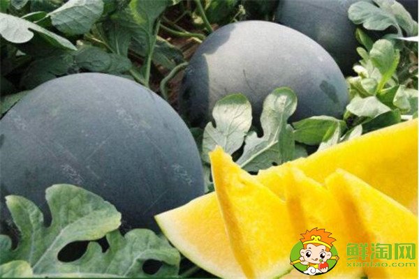 無籽西瓜是轉(zhuǎn)基因嗎，無籽西瓜的培育過程
