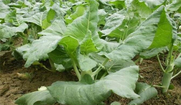 種植芥藍(lán)需要注意什么，溫度和光照要合理