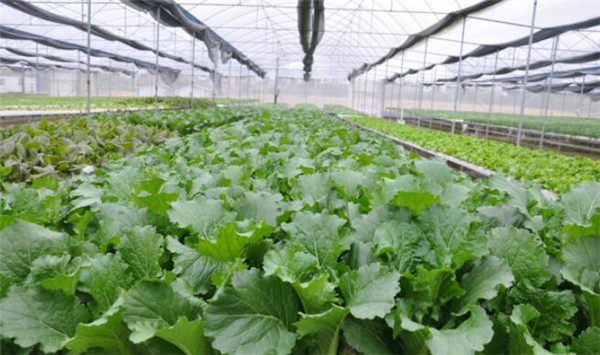種植芥藍(lán)需要注意什么，溫度和光照要合理